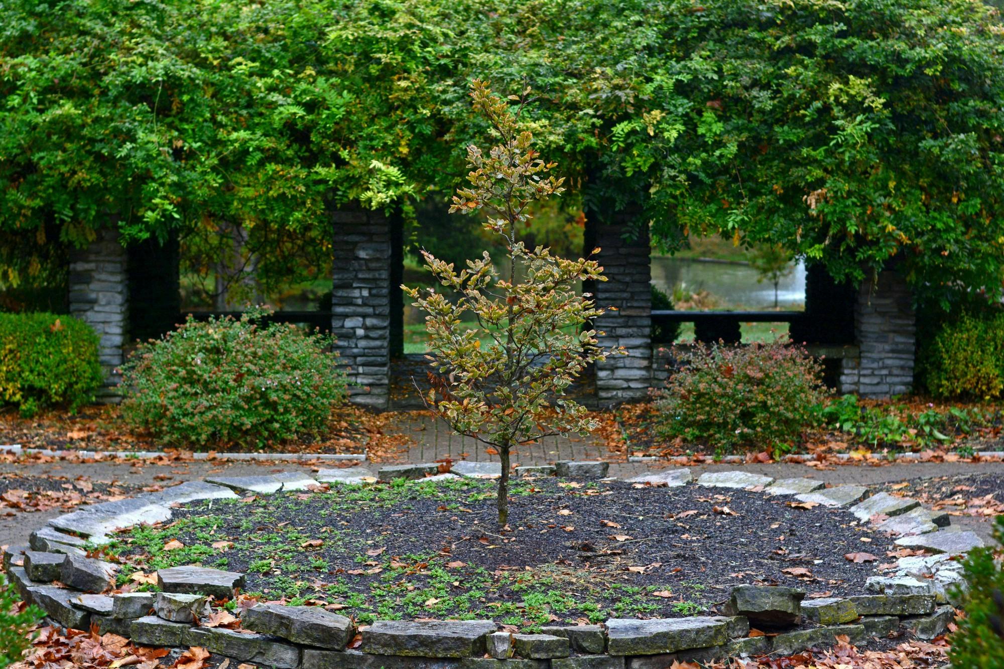 Alongside the plants in the Conrad Formal Gardens, the spirits of the Oxford community have also wilted.