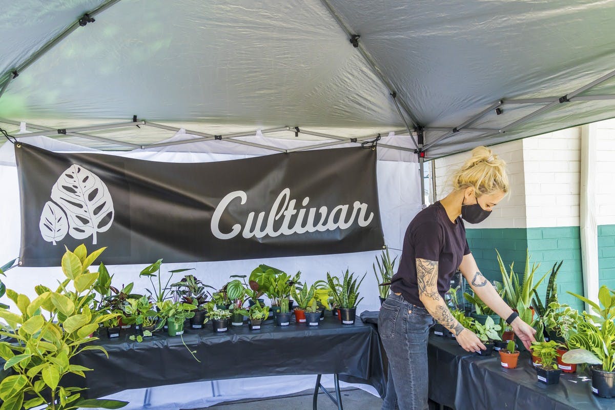 Caity Torres has kept her plant shop, Cultivar, alive during the pandemic through an online store and pop-up shops.