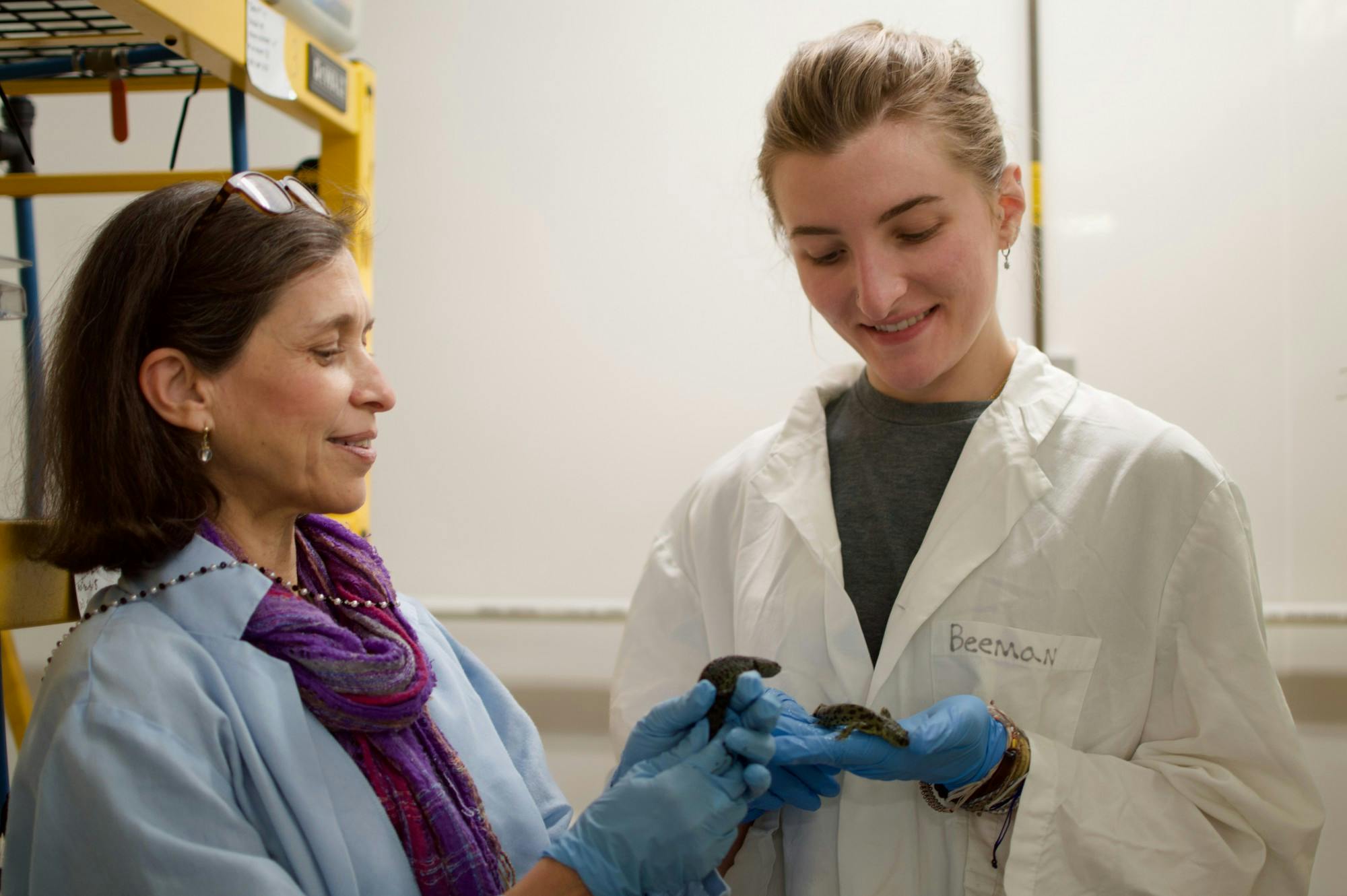 Rio-Tsonis started studying salamanders because she was interested in cancer research.