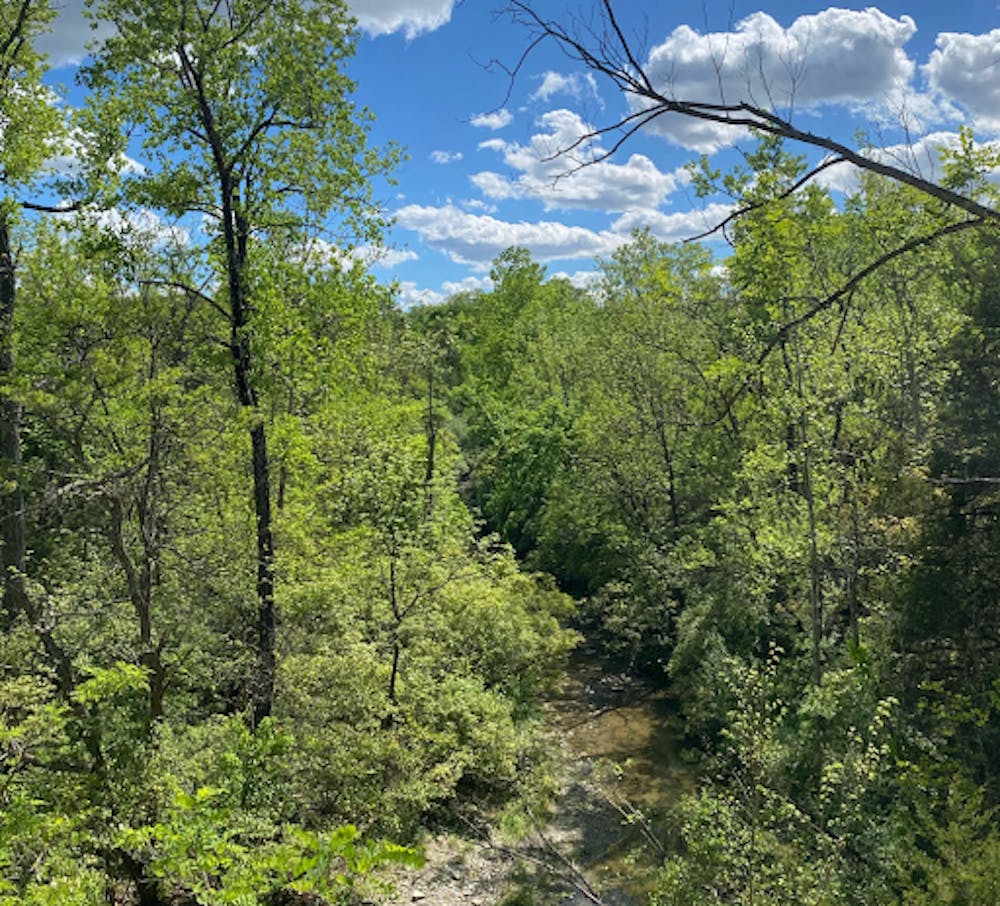 <p>A view into Harkers run, a creek that winds through Miami&#x27;s Natural Areas.﻿</p>