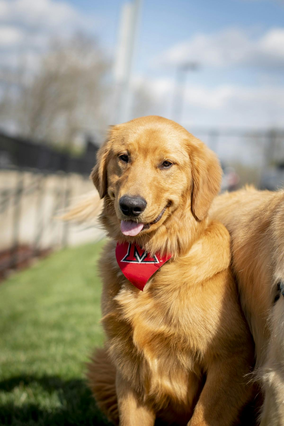 Greg and Renate Crawford adopted a new golden retriever: Newton. 