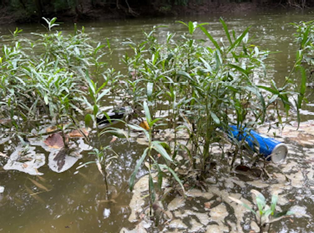 A beer can and styrofoam takeout container washed into Four Mile Creek, putting the freshwater ecosystem at risk.