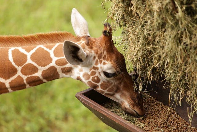 Miami University partners with the Jacksonville Zoo and Gardens in Florida. 