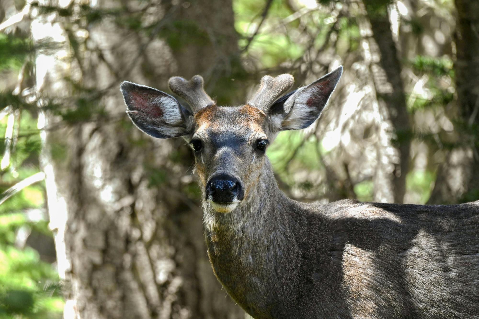 Deer populations are high in Oxford, where they can be seen grazing on lawns and roaming the streets in large groups. 