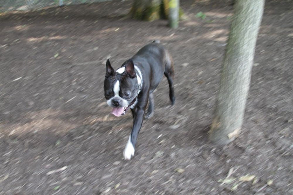 Vickie Hedge's 3-year-old Boston Terrier named Blue races around the new dog park on Sunday evening, August 1.