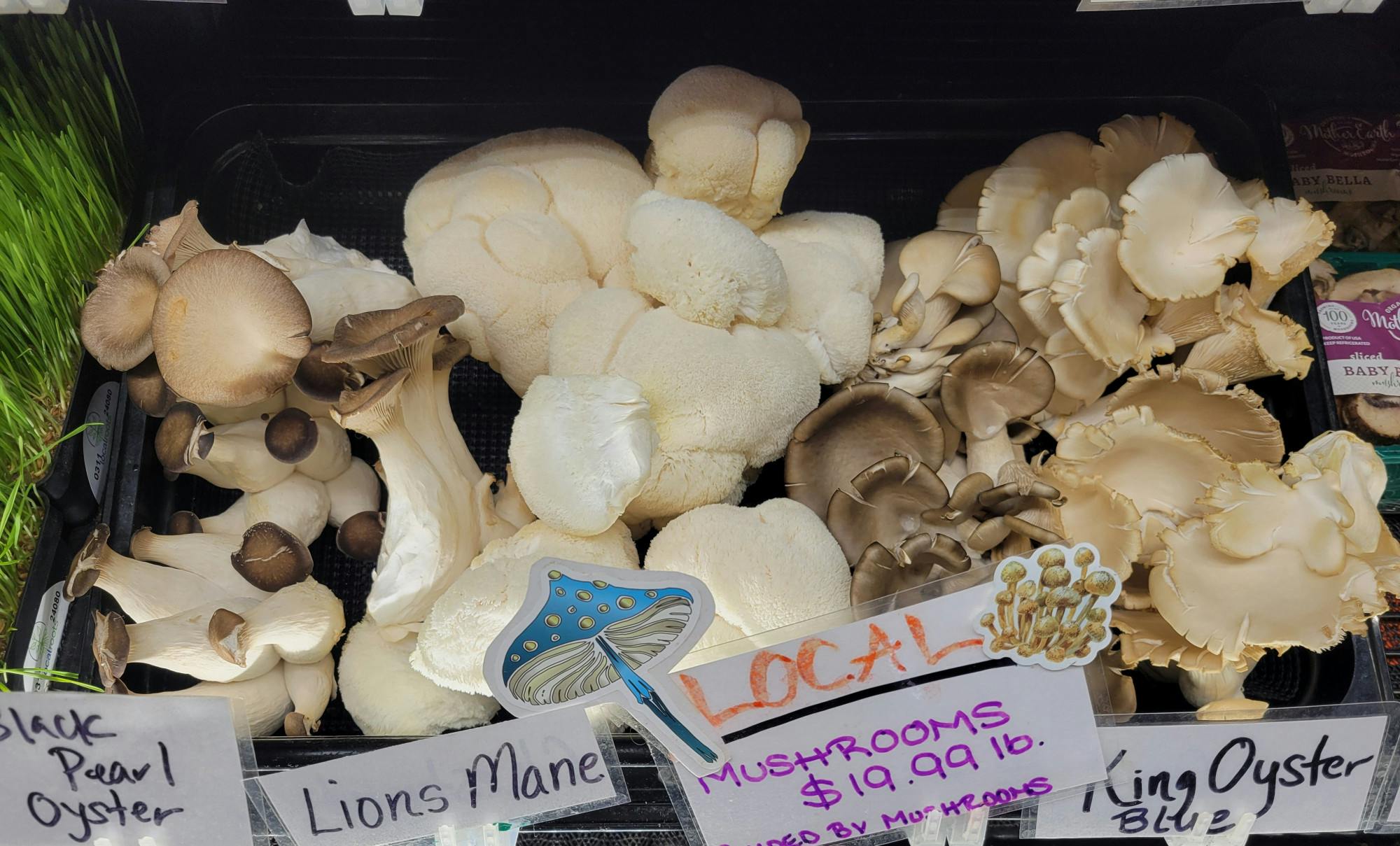 There is a variety of mushrooms sold at MOON Co-op and grown at Guided By Mushroom's farm. 