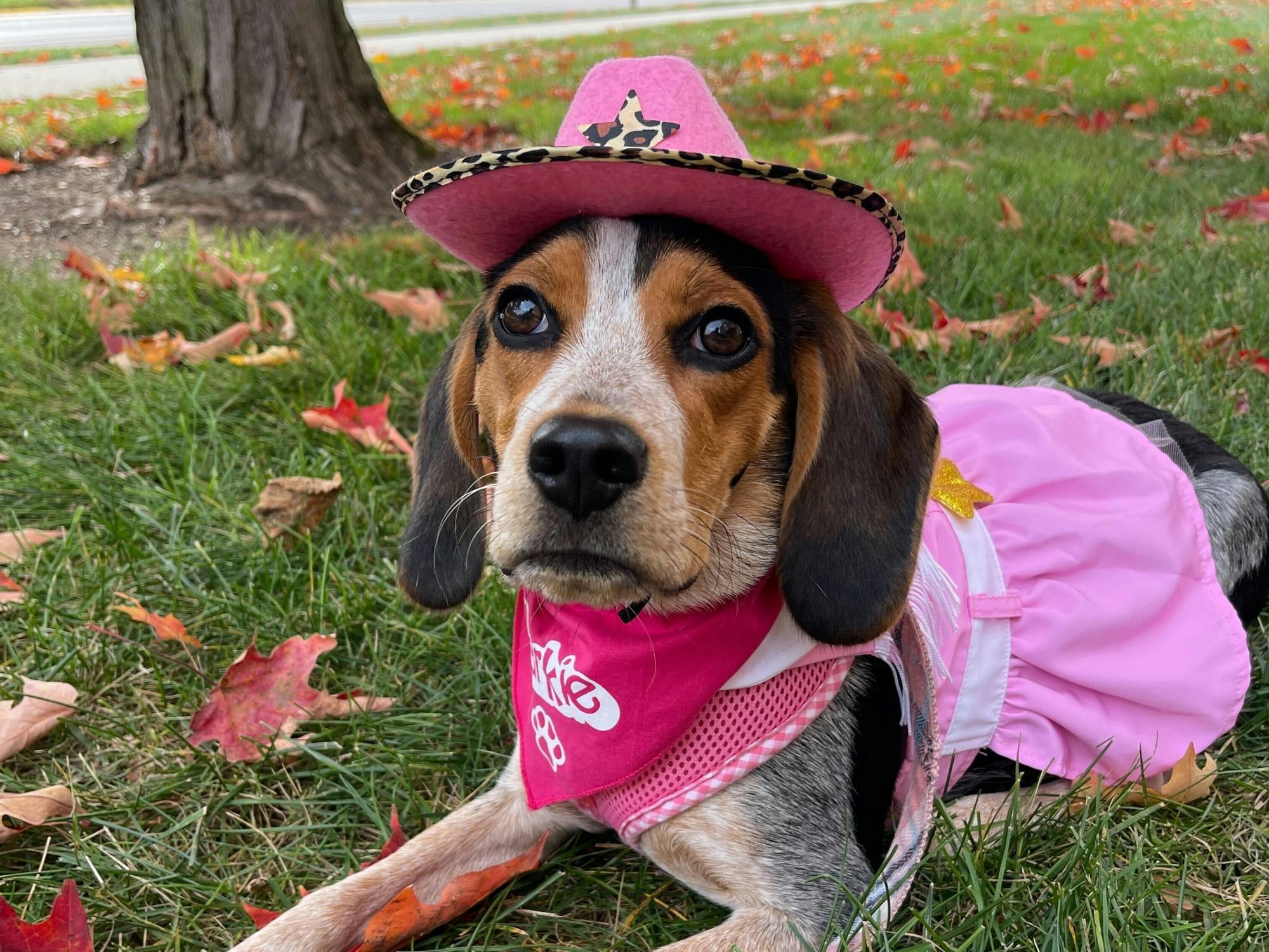 Trixie, Chloe Southard's ESA, is a delightful treat. But, a dog is a bigger responsibility than most people realize.