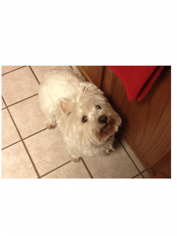 Abby, one of the only pets captured on camera | Photo provided by Graham von Carlowitz