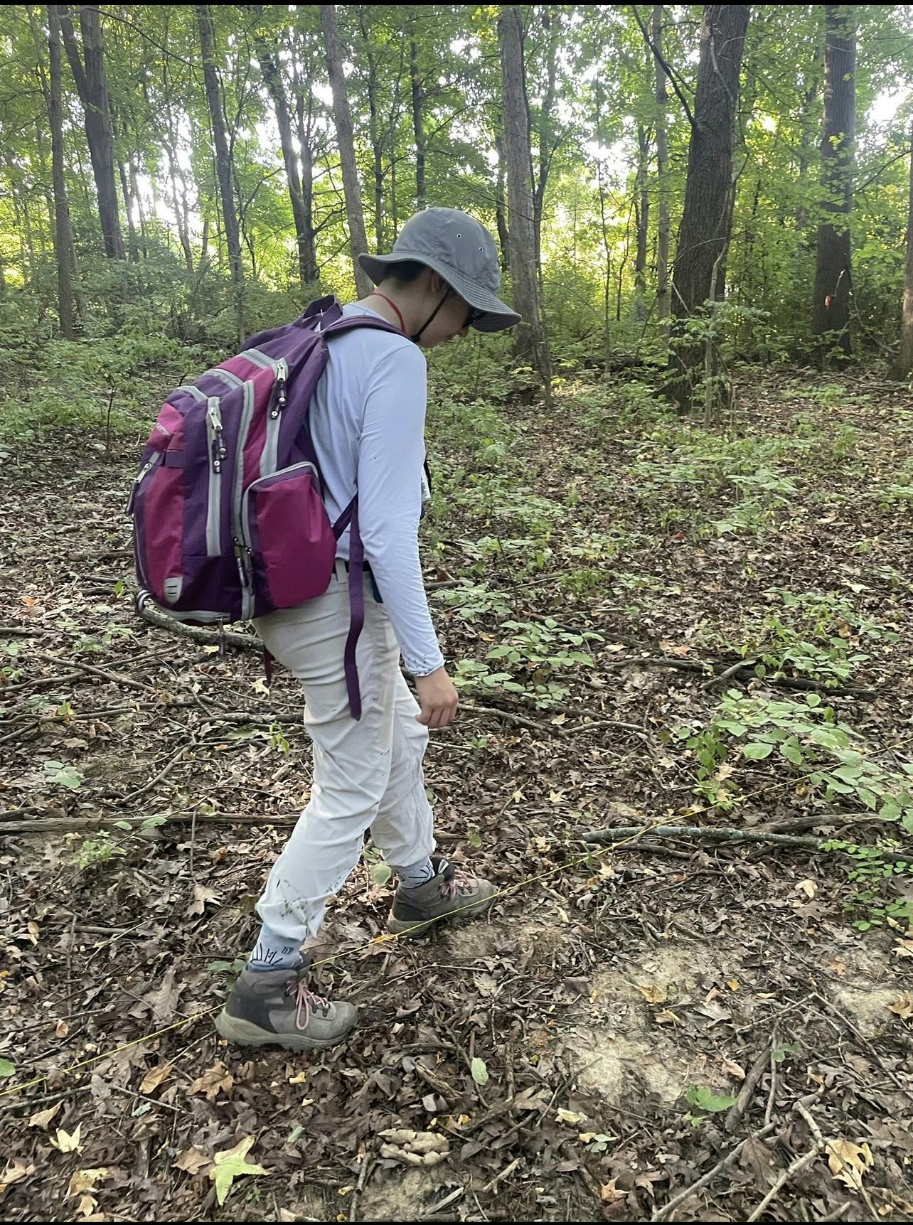 Master&#x27;s student Haley Weber walks along a transect looking for deer fecal pellets. To estimate deer population density, she will measure how far away the pellets lie and rate of decay, and plug them into an equation. Provided by Haley Weber