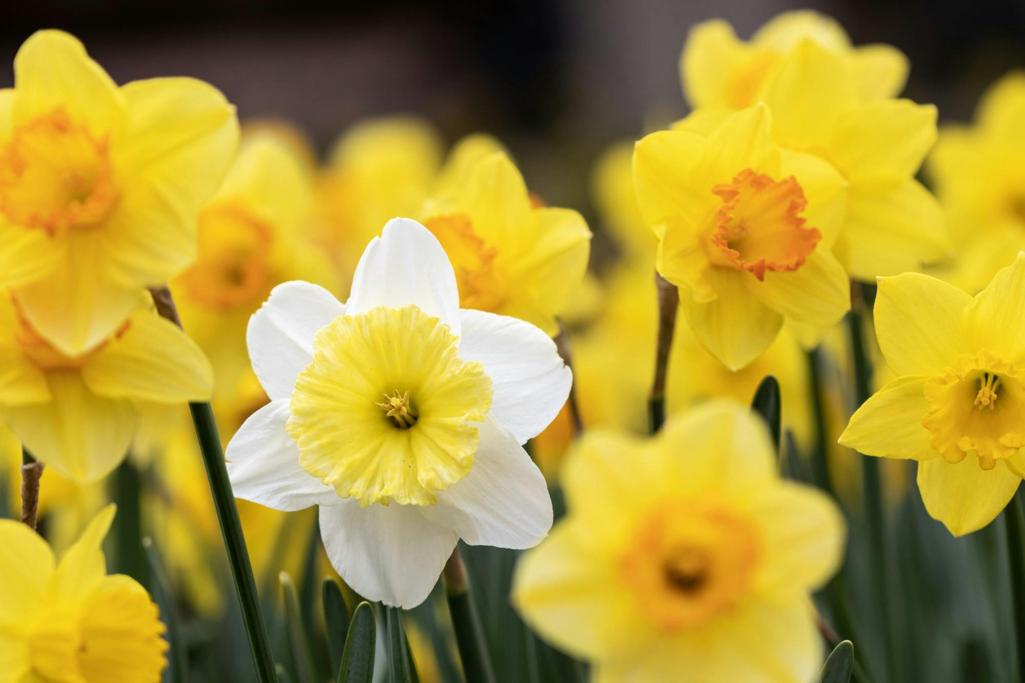 Daffodils bloom in Oxford Memorial Park Uptown. They’re among the first spring flowers in town, partnering with intermittent thunderstorms to ring in the new season.