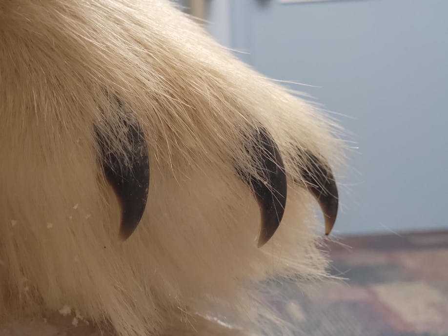 Specimen preview - Claws