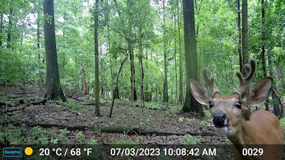 Trailhead cameras are the main way that data about the deer population is collected. Photo provided by Elea Cooper.
