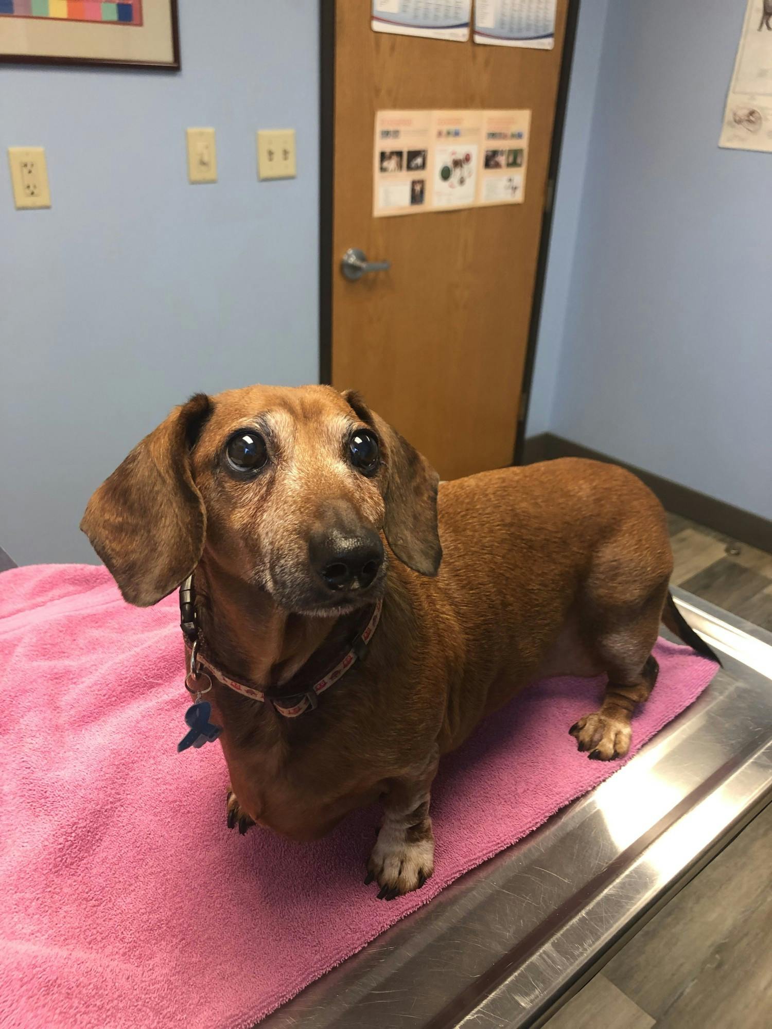 Whoever said fetch was never going to happen clearly did not meet Gretchen Wieners, the wiener dog.