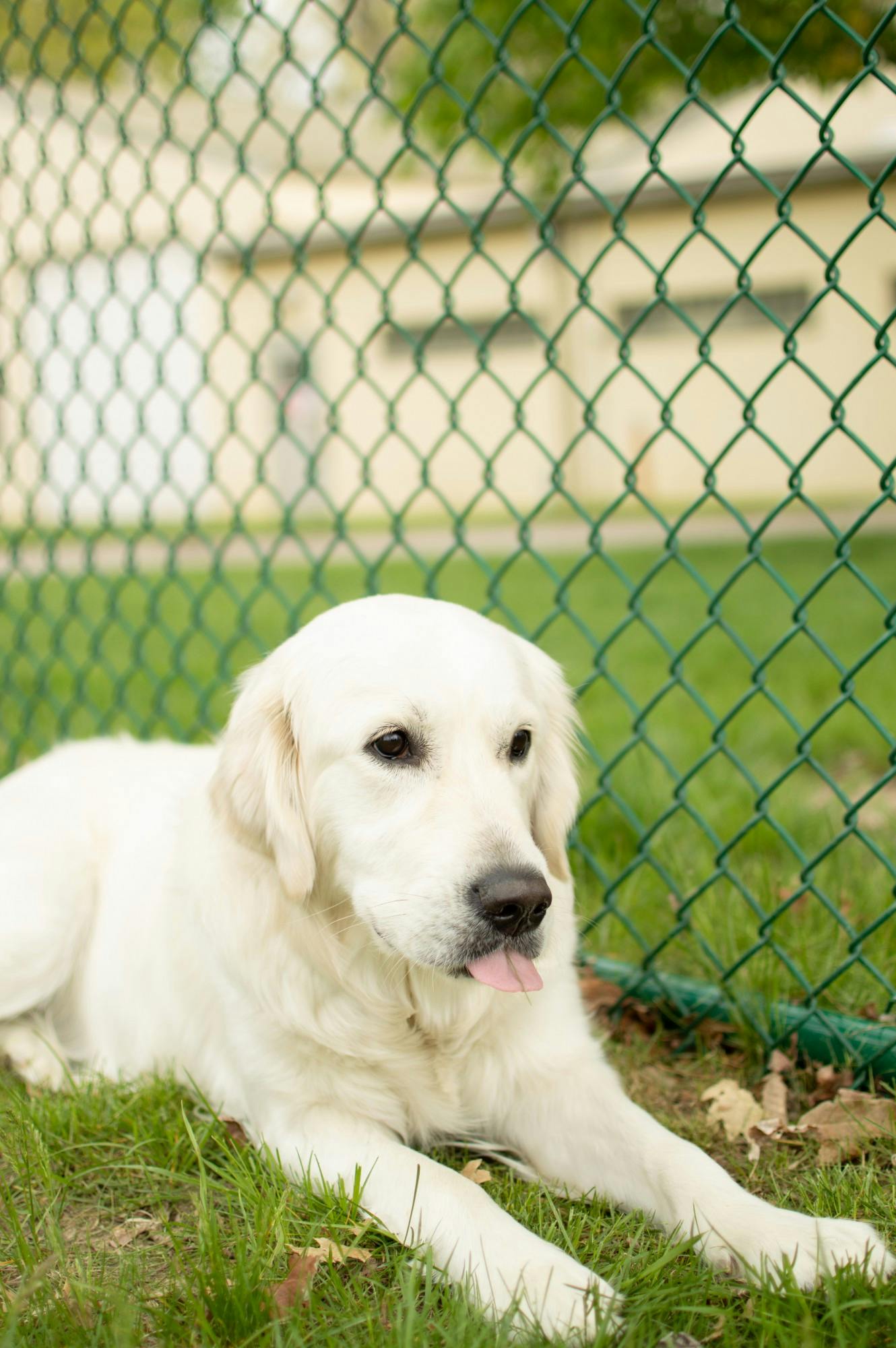Scarlet and other service dogs with Paws for a Cause have a new place to play.