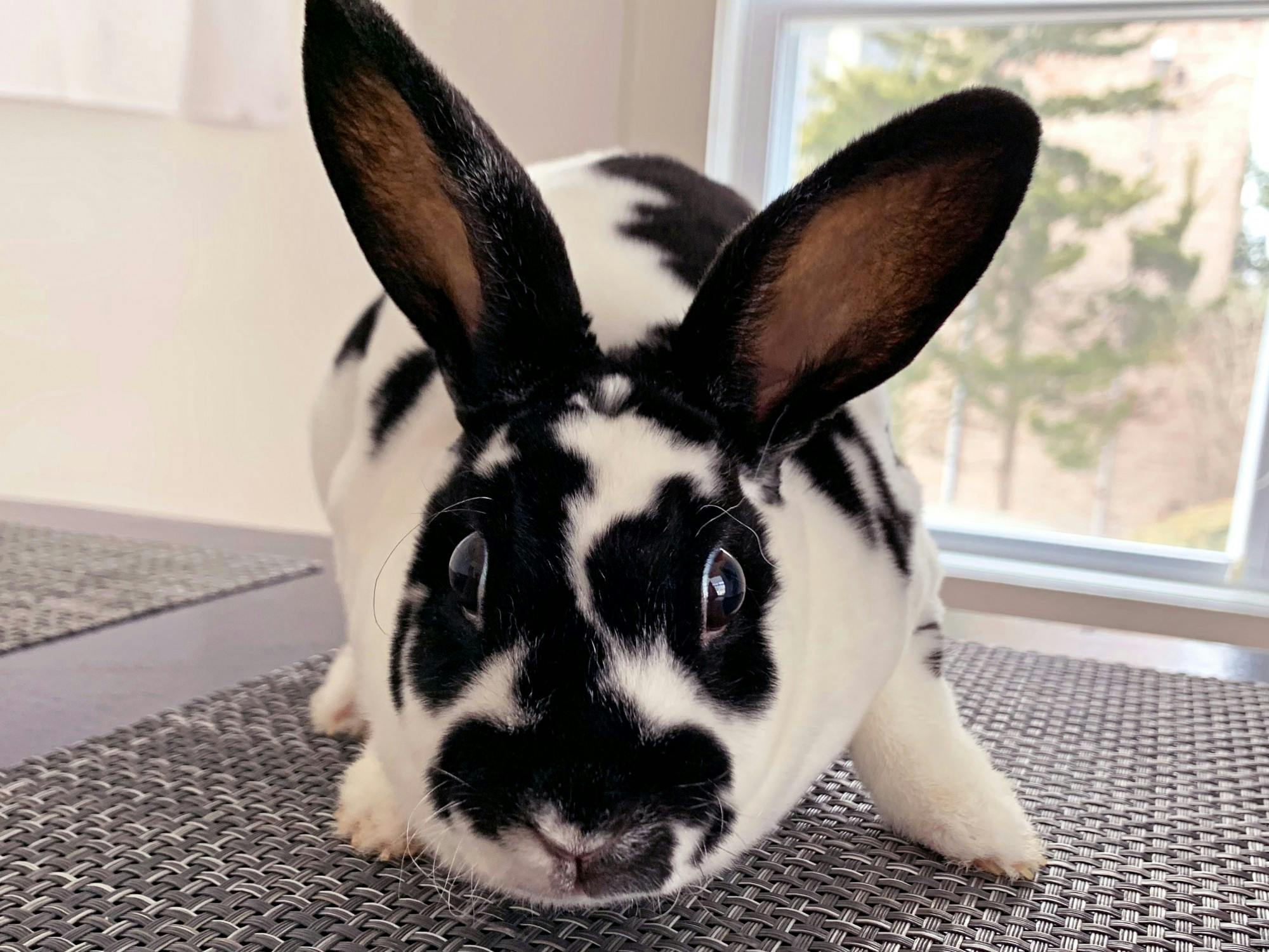 Moo didn&#x27;t come out of a magician&#x27;s hat. Instead, she journeyed to Oxford from New York.