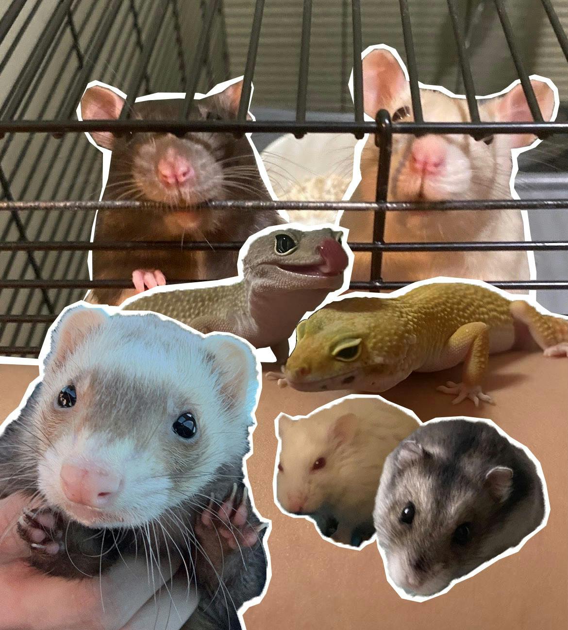 Some students at Miami University cannot live without their pets. 