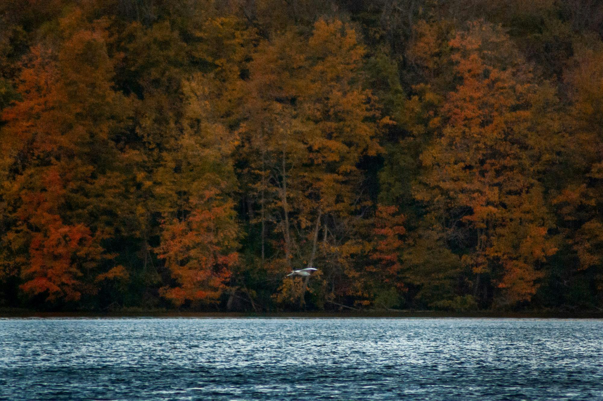 A bird flies over Acton Lake in Hueston Woods.