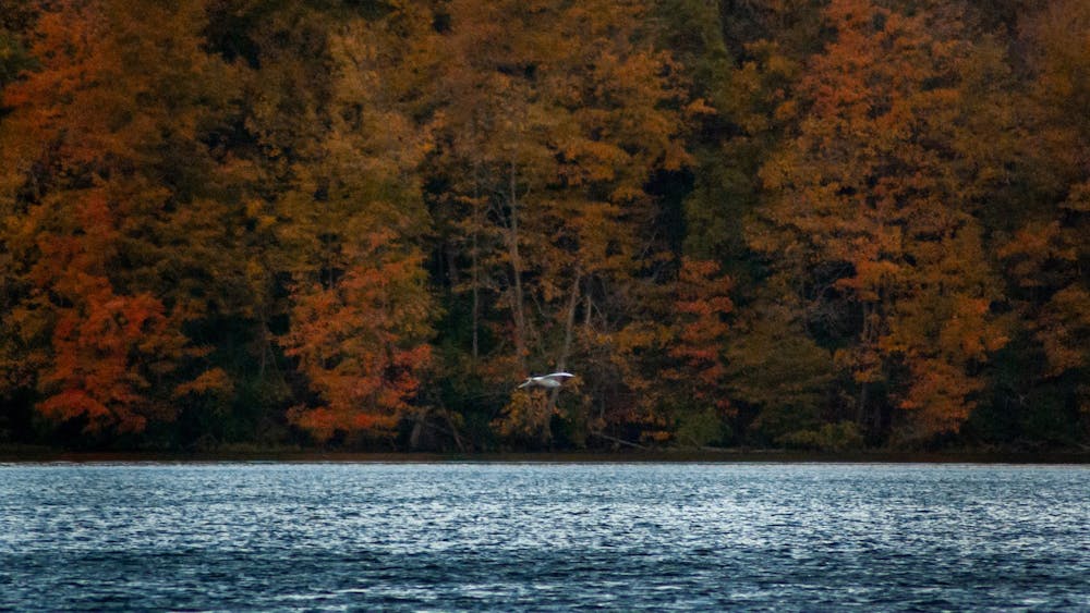 A bird flies over Acton Lake in Hueston Woods.