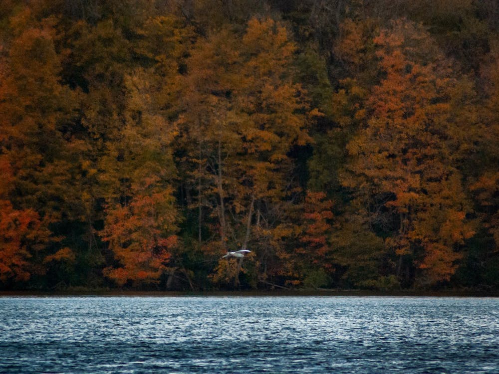 A bird flies over Acton Lake in Hueston Woods.