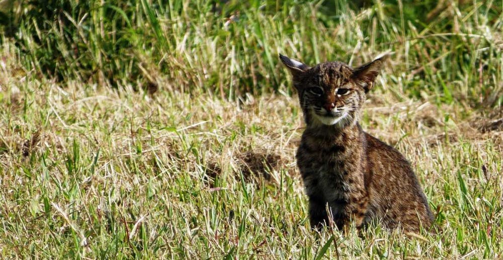 bobcat