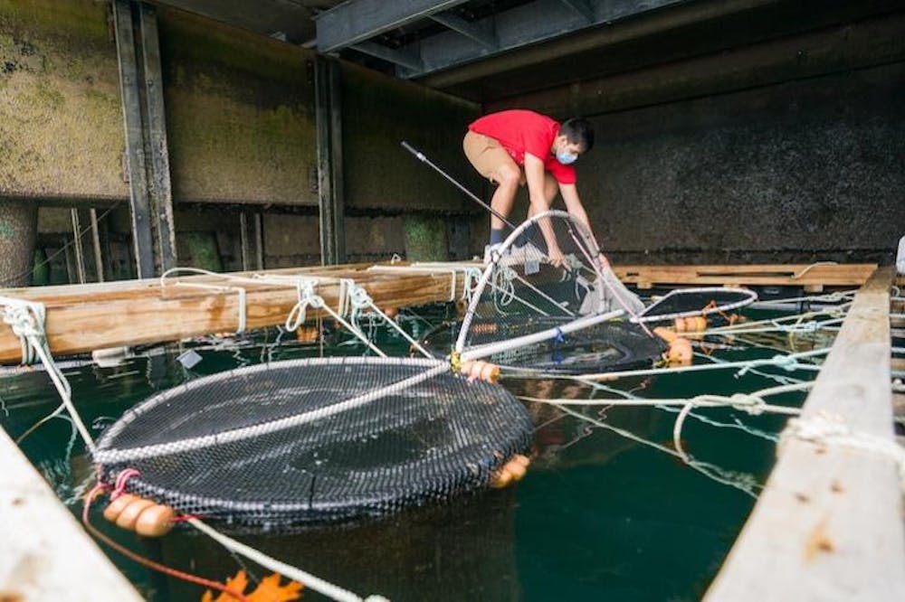 lumpfish-courtesy-of-Jeremy-Gasowski