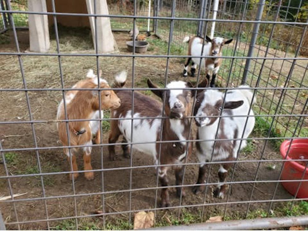 Goat-Yoga-2