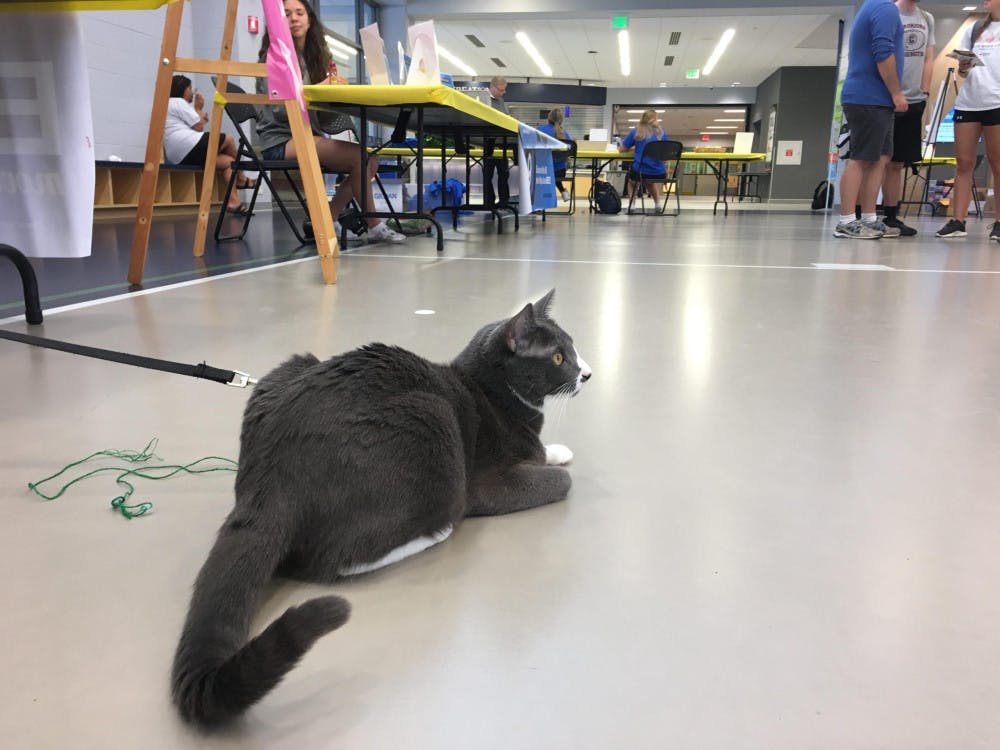 Cat-at-Wellness-Fest-scaled