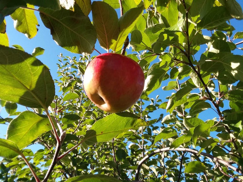 Allison-Majestic-Apple-pic-rotated-1-scaled