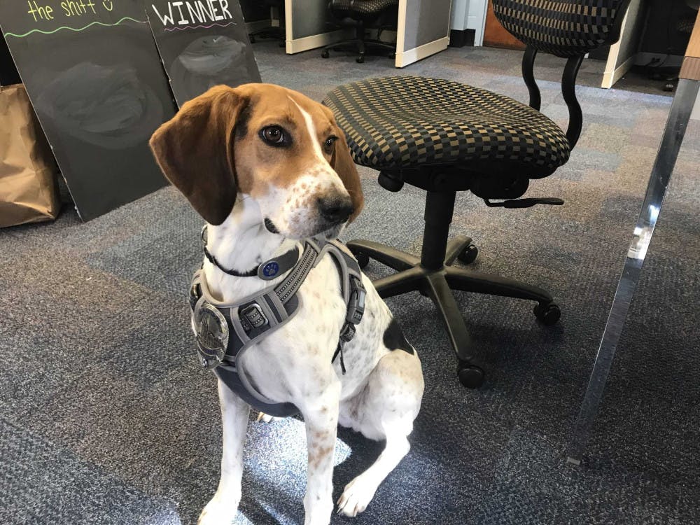 maggie-the-dog-scaled