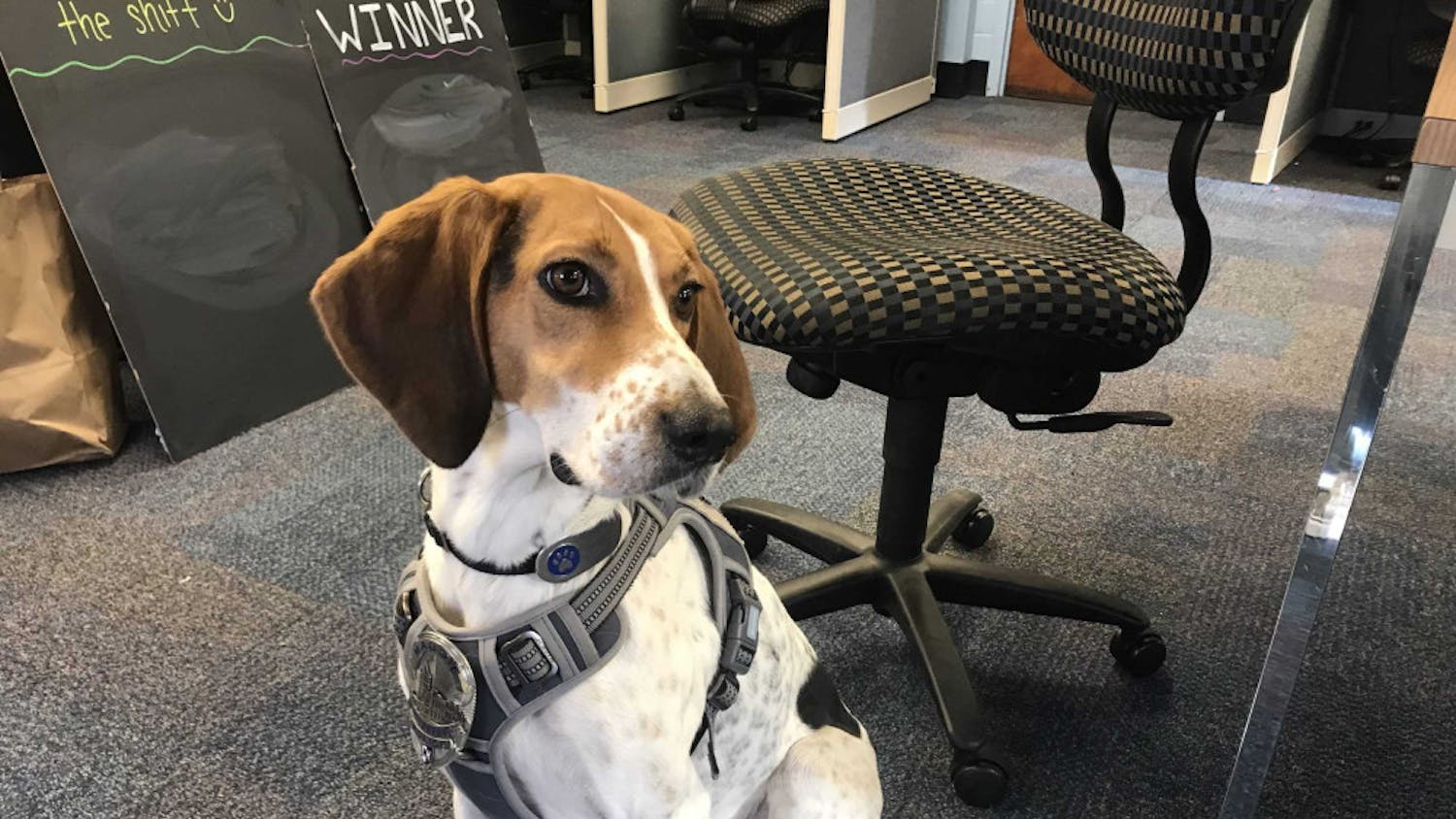 maggie-the-dog-scaled