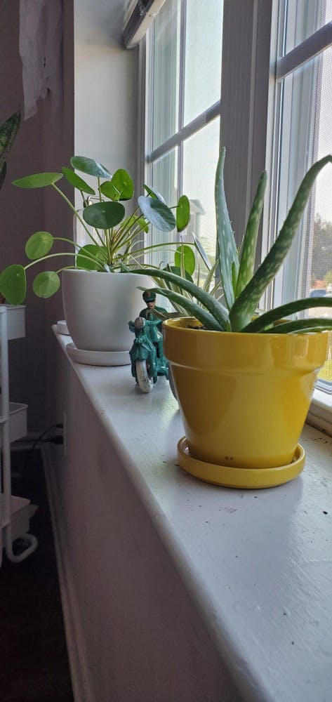 Plants-Maggie-Photo-rotated-1-scaled