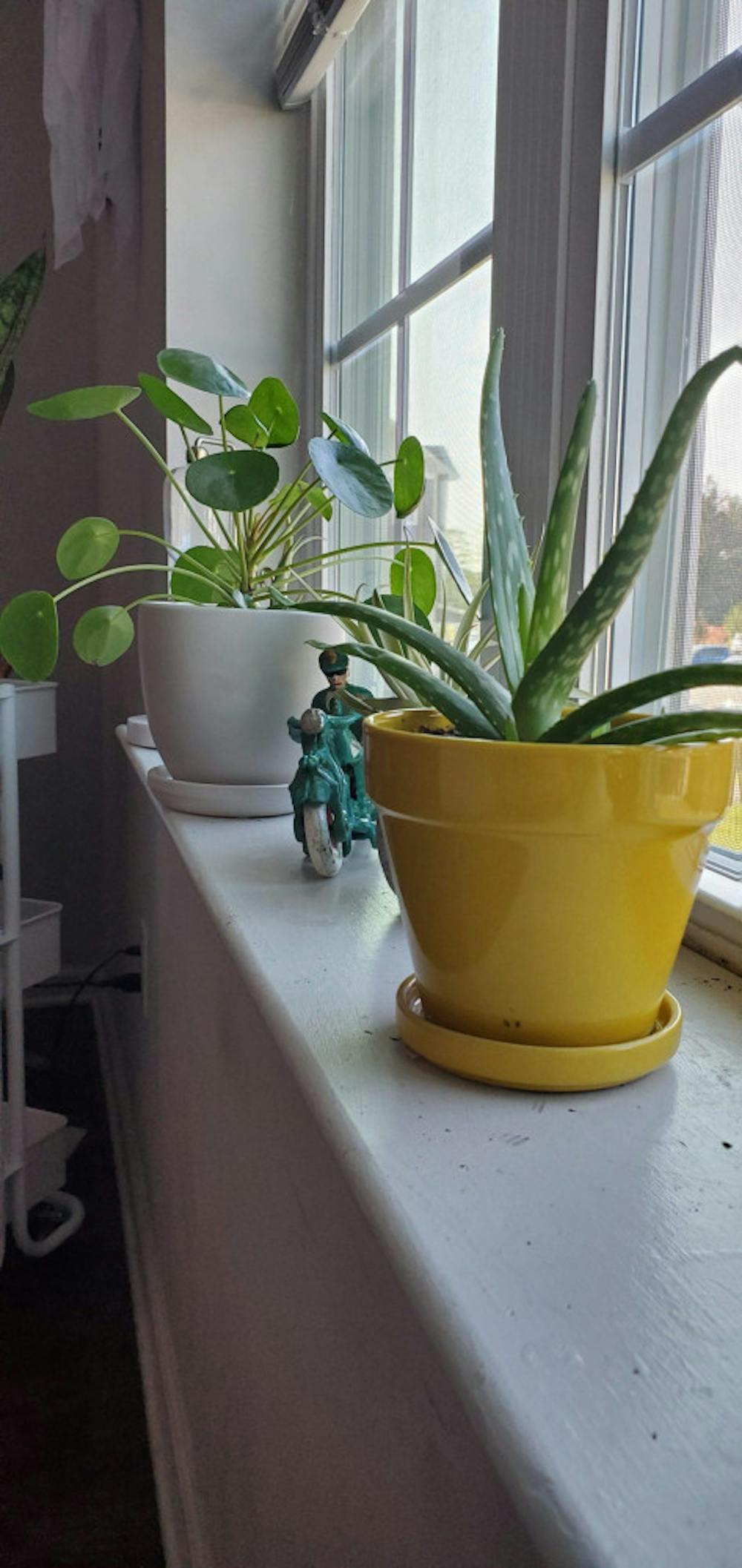 Plants-Maggie-Photo-rotated-1-scaled