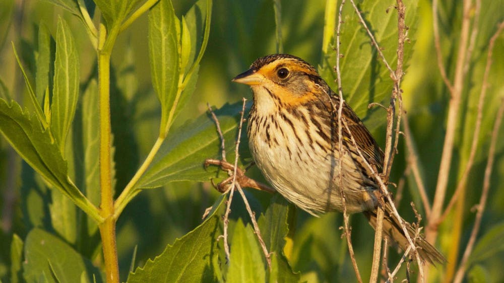 web_saltmarsh-sparrow2c-bristol-rhode-island_1