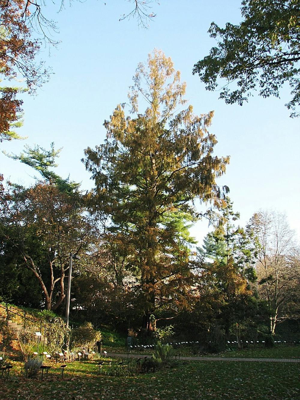 Pictured is the historical Dawn redwood tree on Nov. 14, 2017 at Beal Botanical Garden. The tree was planted in 1954 and was trimmed more than 20 feet to preserve it and protect it from being damaged by future storms. Photo courtesy of Frank Telewski.