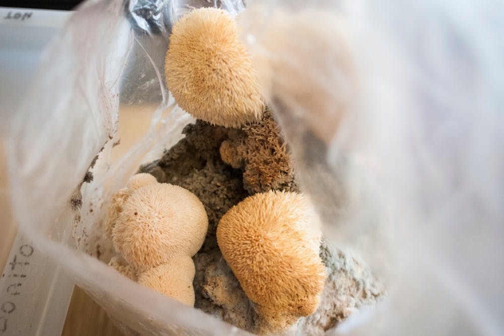 <p>Mushrooms growing in a bag on April 21, 2017 at Molecular Plants and Sciences Building. The MSU Mushroom Team studies and cultivates mushrooms, engages in community outreach and has even sold some of their mushrooms to the MSU Food Truck.&nbsp;</p>
