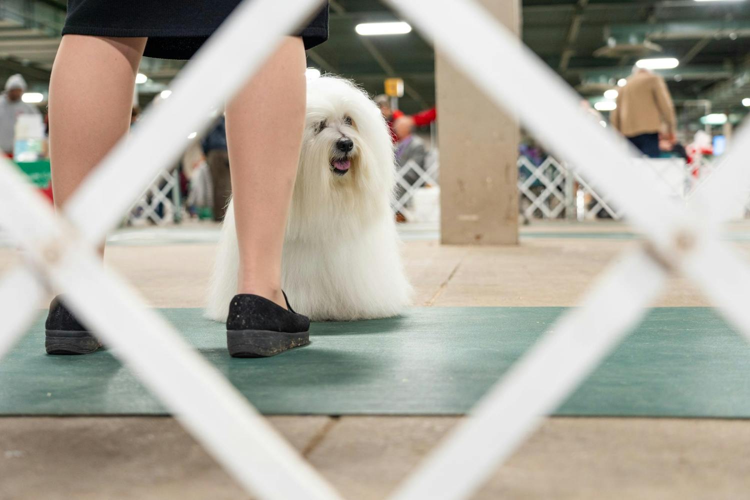 Dogs of all kinds compete at the Winterland Classic Dog Show The