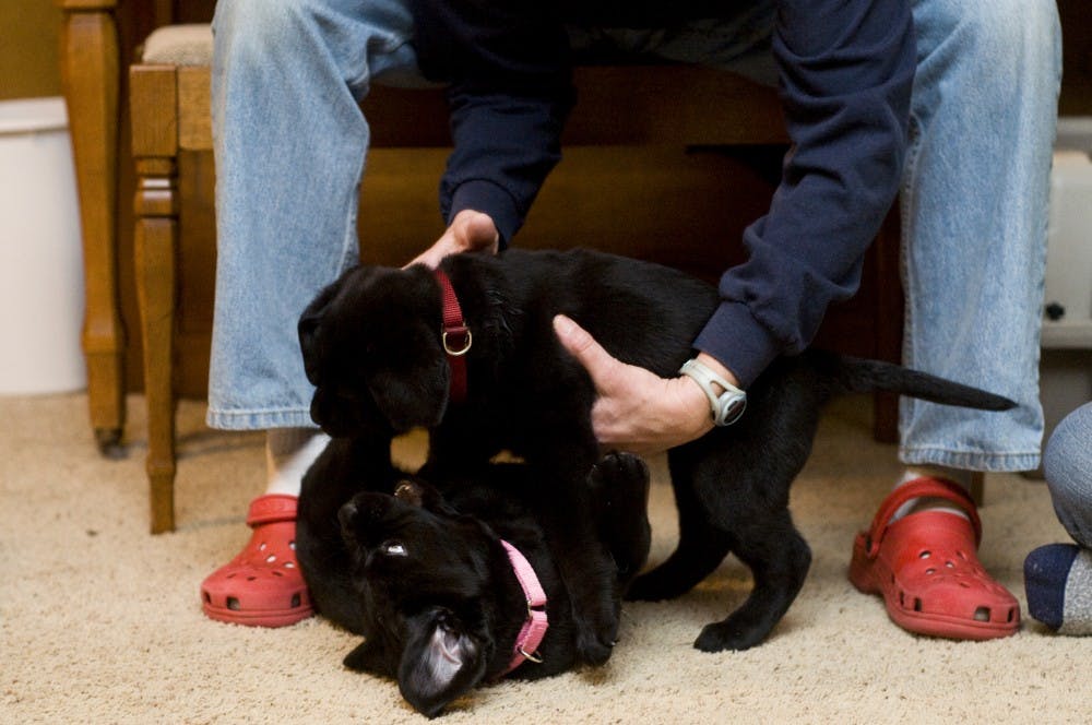 Carol McEllhiney-Luster separates Bess, top, from her sister, Bijou, Sunday at her home in East Lansing. McEllhiney-Luster and the other local puppy raisers regularly get together so both people and dogs have a chance to socialize. Matt Radick/The State News