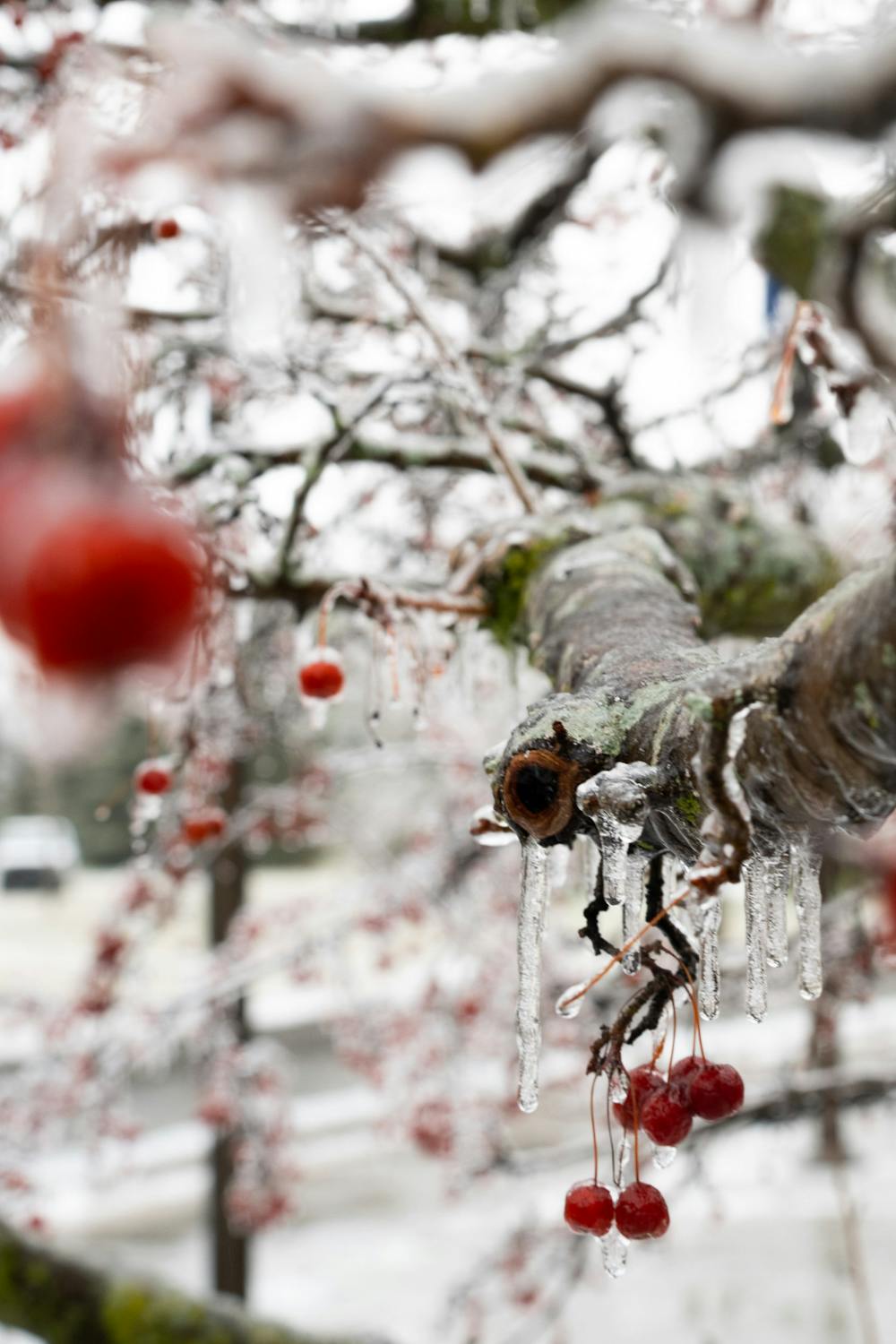 Frozen berries on MSU’s campus after an ice rain storm on Feb. 23, 2023. 