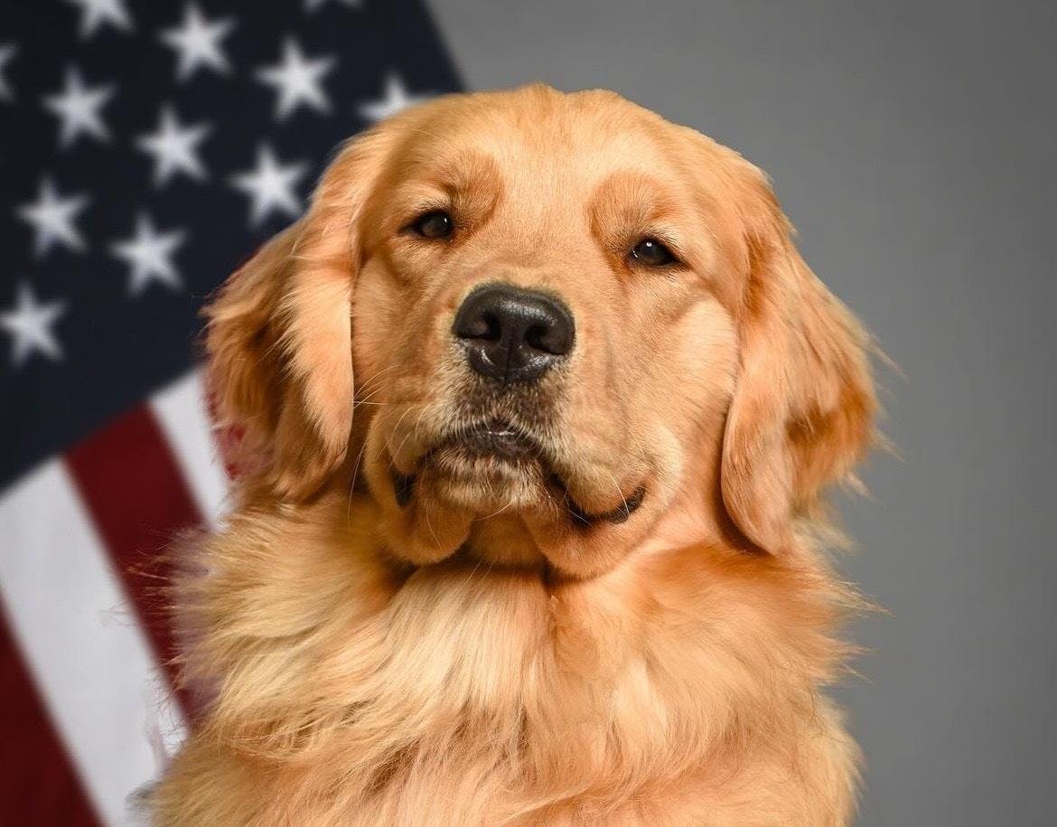 River, one of the therapy dogs for MSU Department of Police and Public Safety, died on Monday from an aggressive form of terminal cancer. Photo courtesy of MSU Department of Police and Public Safety. 