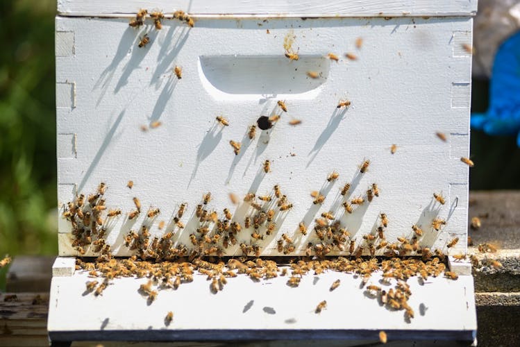 From the military to beekeeping A look into a veteran's unique