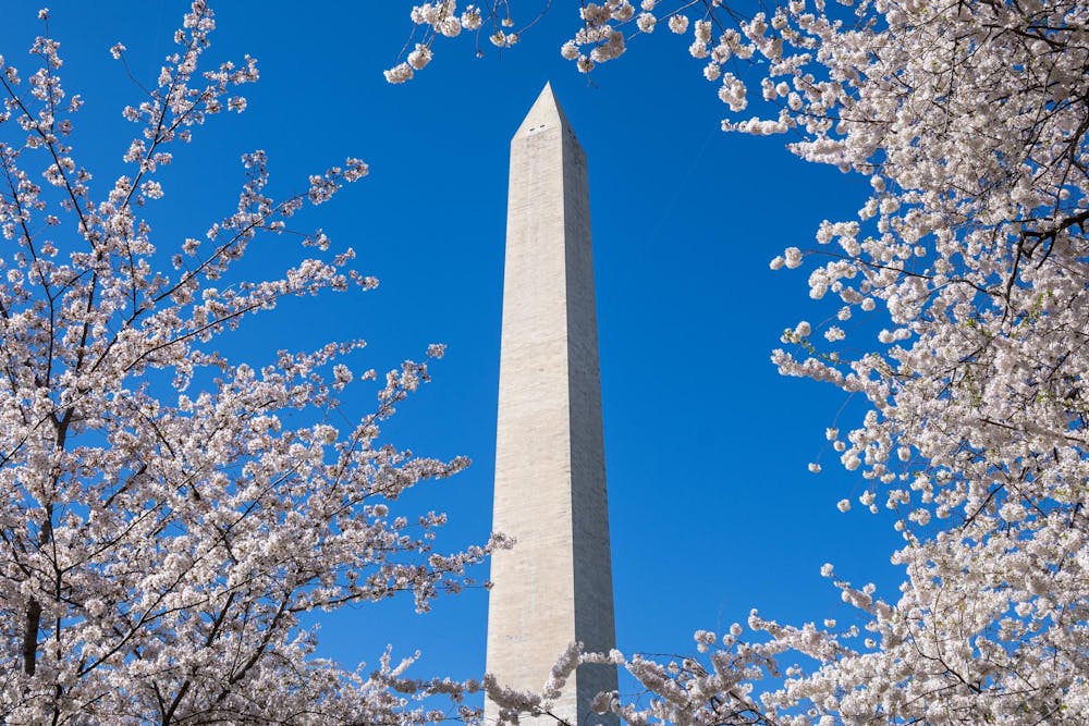 <p>The National Washington Monument beneath cherry tree blossoms in Washington, D.C., on Saturday, March 28, 2026.</p>