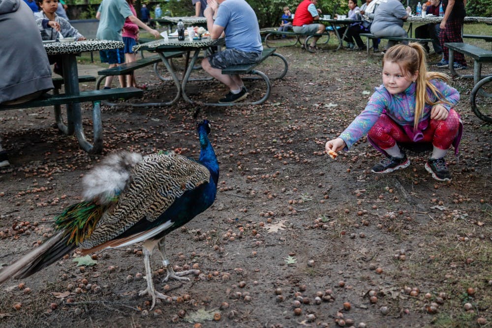 Ingham County residents Lillian Terrill, 8, right, plays with a peacock at the Potter Park Zoo Falconers Sundown Safari on Sept. 28, 2019.
