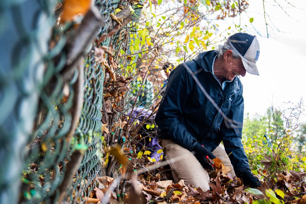 A community members digs up invasive plant roots at the Baker Woodlot on Nov. 9, 2024.