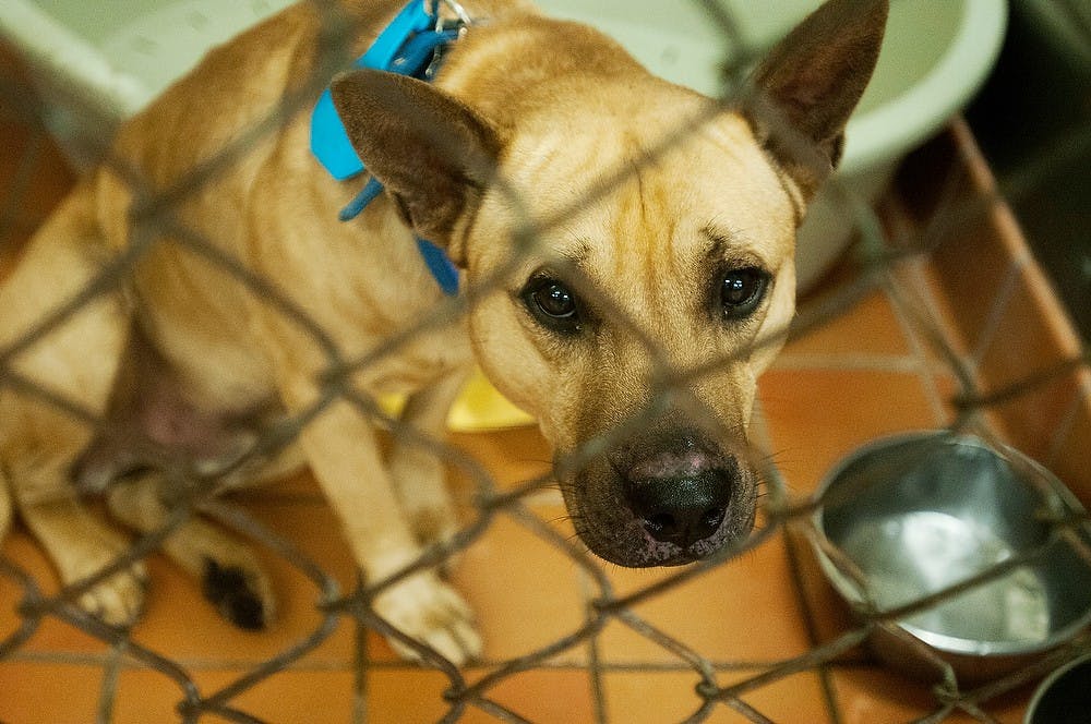 <p>A dog sits in a cage waiting for visitors Oct. 14, 2014, at the Ingham County Animal Shelter. He does not have a name and is therefore identified by his animal ID, 22199. Jessalyn Tamez/The State News </p>