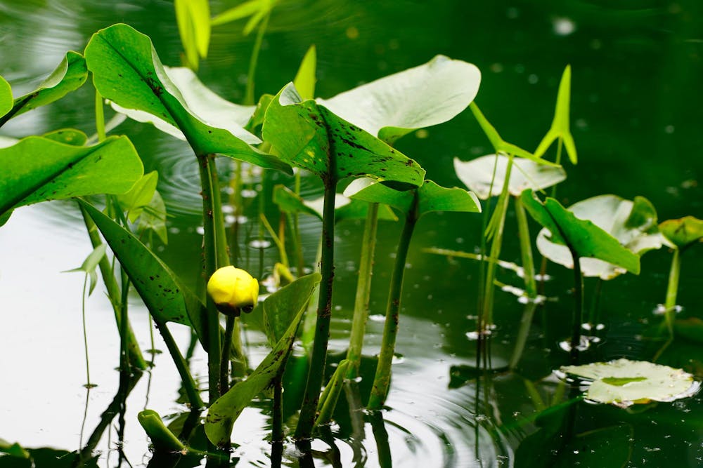 Plants grow out of a pond in the Beal Botanical Garden on May 24, 2024.