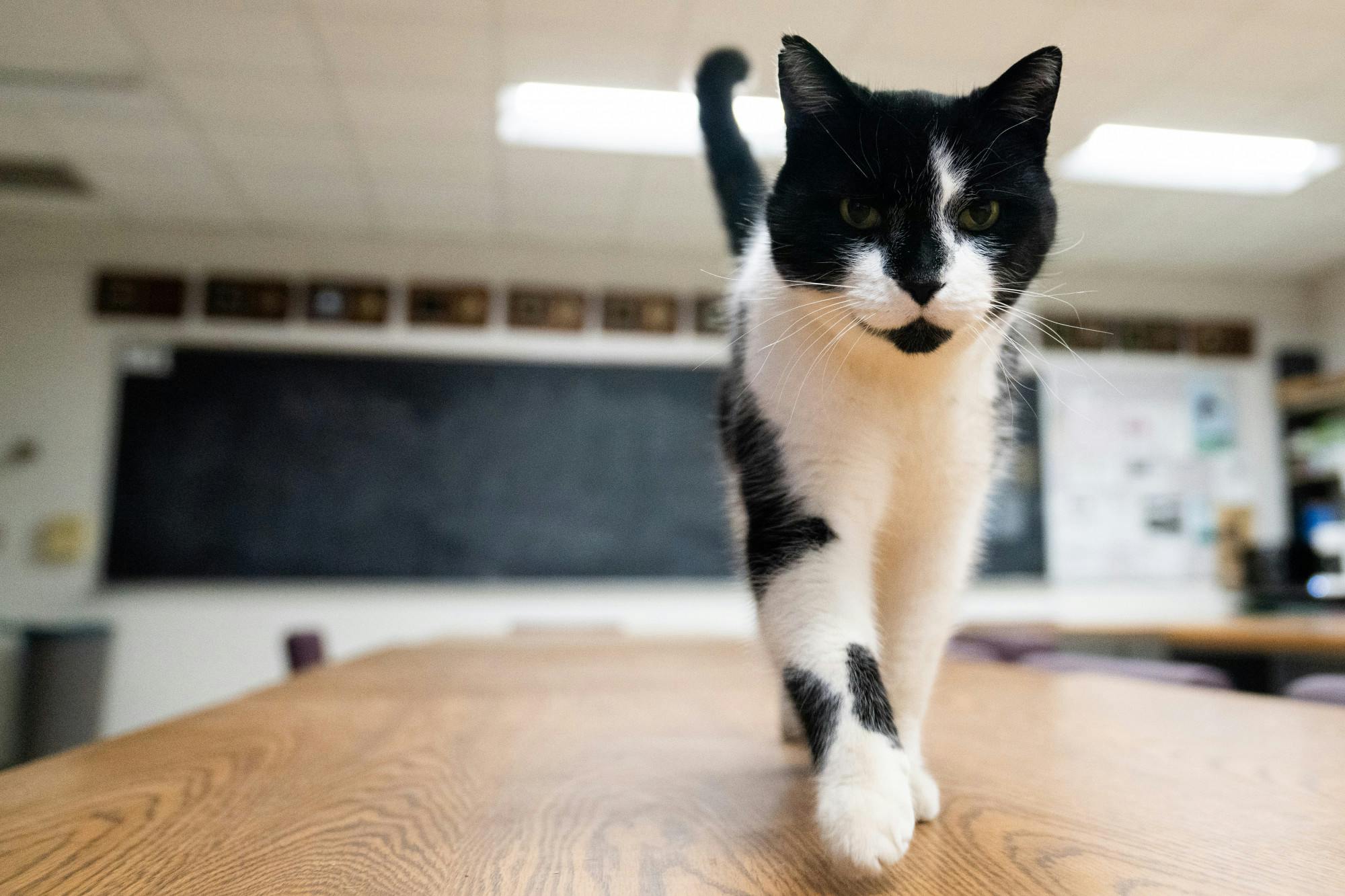 Julio struts in the classroom during the Fundamentals of Horsemanship class at the Horse Teaching and Research Center in Lansing on Jan. 19, 2023. 