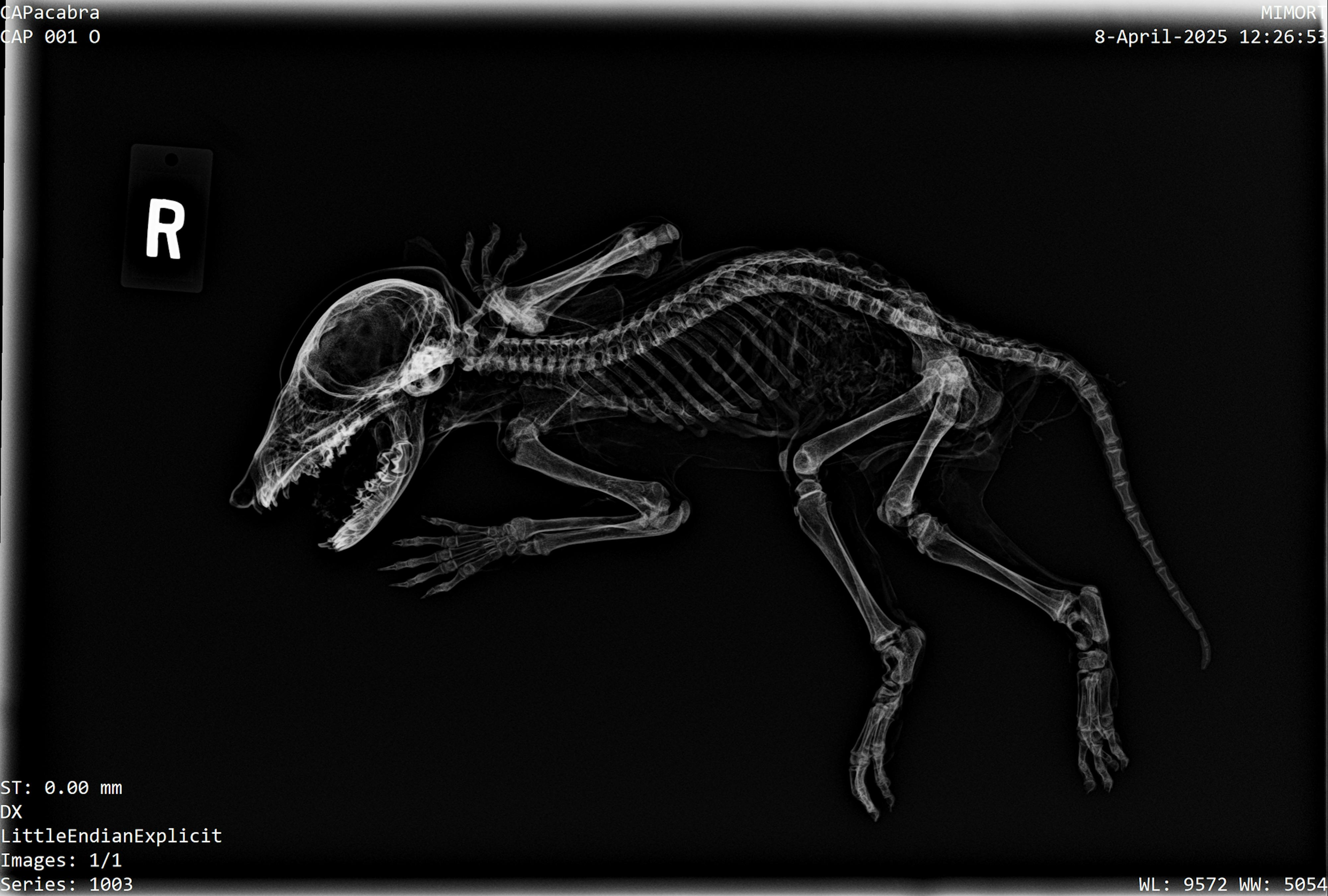 <p>An X-ray of the CAPacabra, courtesy of Jerielle Cartales.</p>