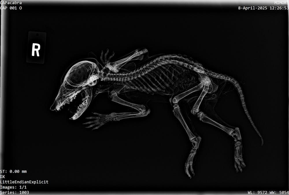 <p>An X-ray of the CAPacabra, courtesy of Jerielle Cartales.</p>