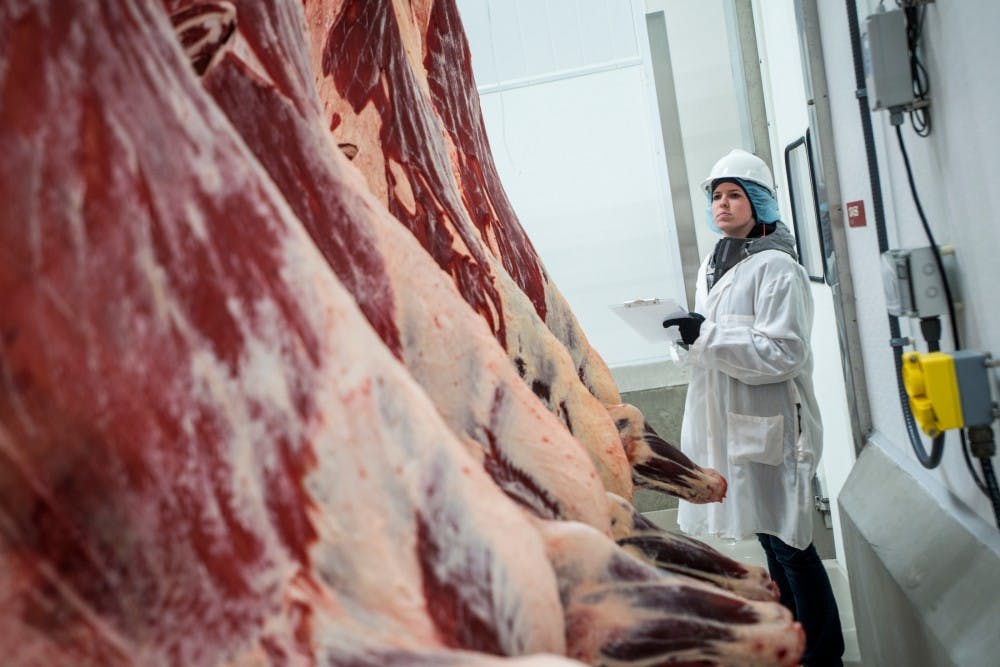Animal science junior Jennifer Spaans examines a beef carcass on March 29, 2016 at Anthony Hall in the Meats Laboratory. The MSU Meat Judging Team evaluates a beef carcass by examining its trimness, muscling and quality. Quality of meat is determined by color and intramuscular fat.