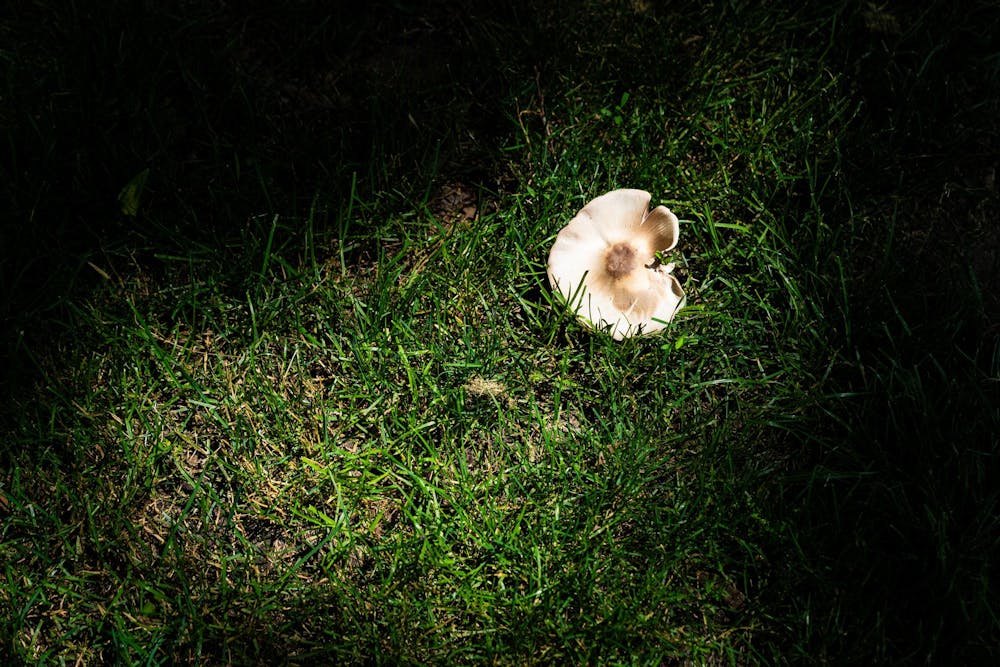 <p>A mushroom growing in the W.J. Beal Botanical Garden in East Lansing, Mich., on June 28, 2026.</p>